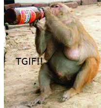 monkey drinking beer